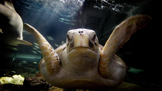 Une tortue luth.
