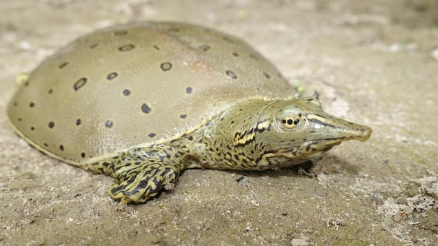 À votre tour de participer à l’inventaire des espèces naturelles du Canada