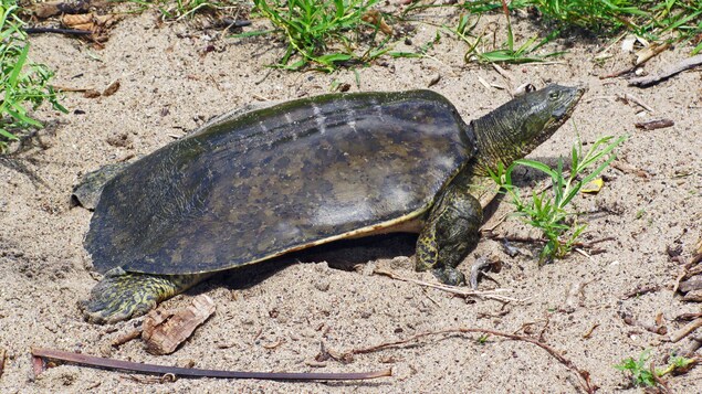 Une tortue molle à épines Une tortue molle à épines