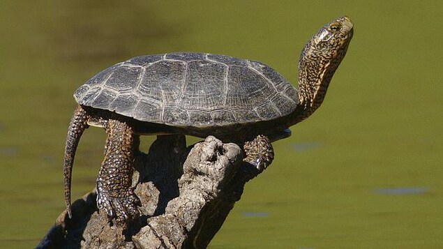 La tortue de l'Ouest fait partie des espèces disparues au Canada. La tortue de l'Ouest fait partie des espèces disparues au Canada.