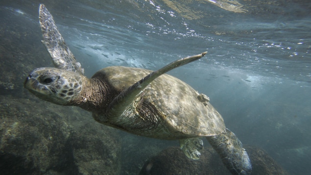 Désormais interdite à la pêche commerciale, la réserve de Papahānaumokuākea abrite quelque 7000 espèces marines, dont les baleines bleues, les albatros à queue courte, les phoques moines et les tortues. Désormais interdite à la pêche commerciale, la réserve de Papahānaumokuākea abrite quelque 7000 espèces marines, dont les baleines bleues, les albatros à queue courte, les phoques moines et les tortues.