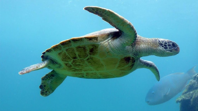 Une tortue verte sous l'eau.