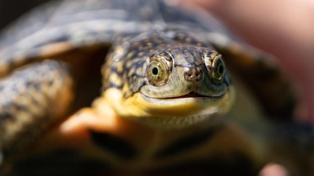 Le nouveau ministre des Richesses naturelles de l’Ontario fait face à des accusations