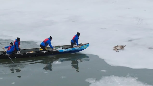 L’équipe du film La fonte des glaces sauve trois chevreuils en plein tournage