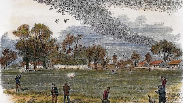 Illustration d'une partie de chasse à la tourte voyageuse.