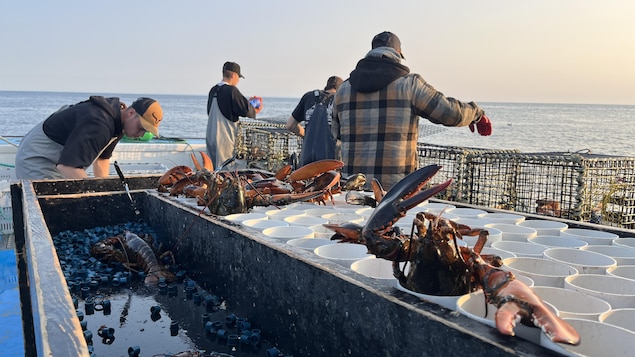 Le homard, espoir d’une sortie de crise pour des pêcheurs de La Haute-Gaspésie