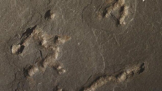 Les traces montrent que des organismes étaient capables de se déplacer il y a 2,1 milliards d'années 