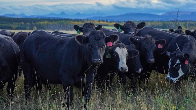 Vacas en Alberta.