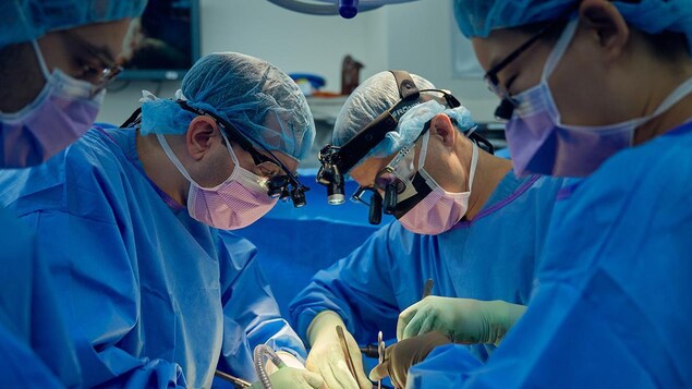 Des médecins procèdent à une transplantation d'un rein de porc sur un humain.