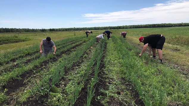 Ottawa et les provinces s’entendent sur un plan quinquennal majeur en agriculture