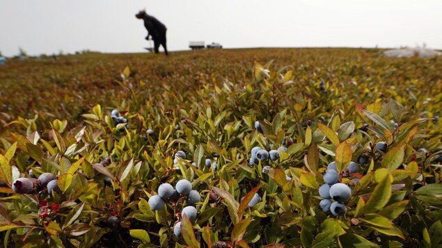 Un travailleur récolte des bleuets.