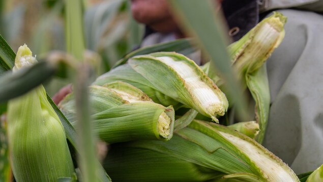 Un meilleur accès aux soins médicaux pour des travailleurs agricoles temporaires