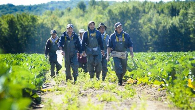 Des travailleurs étrangers dans un champ.