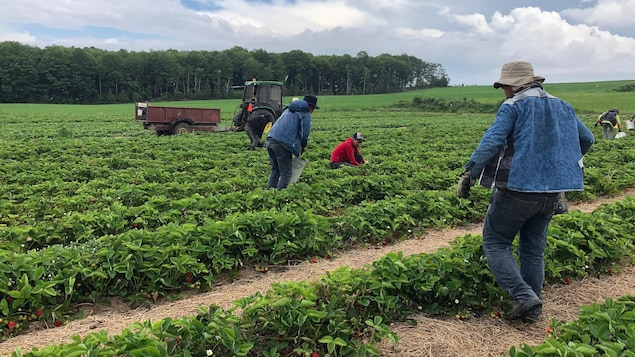 Des travailleurs retirent les mauvaises herbes d'un champ de fraises.