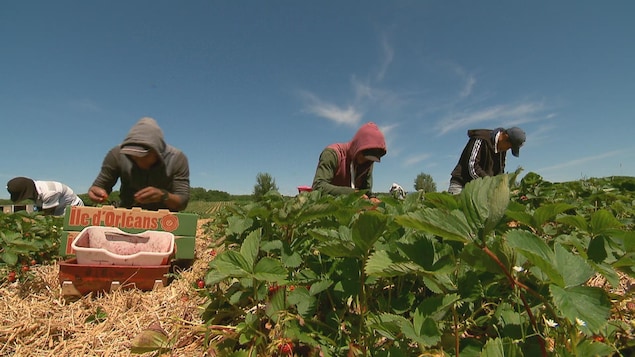 On voit des travailleurs à genoux dans la plantation de fraises, en train de récolter les fruits.