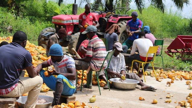 des Camerounais ouvrent des cabosses des Camerounais ouvrent des cabosses
