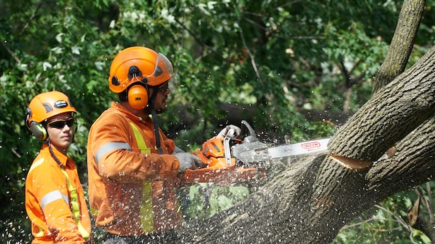 Deux travailleurs munis de casques, de protège-oreilles et de scies mécaniques scient une grosse branche d'arbre.