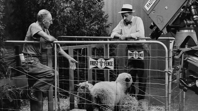 Dans un studio de télévision, l'agronome Georges Mayrand, debout à l'intérieur d'un enclos où broutent des moutons discute avec l'animateur Germain Lefebvre, debout, appuyé à la clôture à l'extérieur de l'enclos. À l'avant-plan, une caméra de télévision capte la scène. Dans un studio de télévision, l'agronome Georges Mayrand, debout à l'intérieur d'un enclos où broutent des moutons discute avec l'animateur Germain Lefebvre, debout, appuyé à la clôture à l'extérieur de l'enclos. À l'avant-plan, une caméra de télévision capte la scène.
