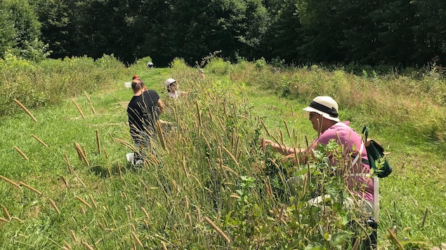 Des gens qui cueillent des fruits dans un champs à Trois-Rivières.