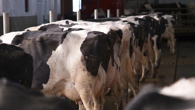 Troupeau de vaches laitières à la queue coupée Troupeau de vaches laitières à la queue coupée