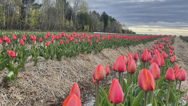 Des rangs de tulipes. 