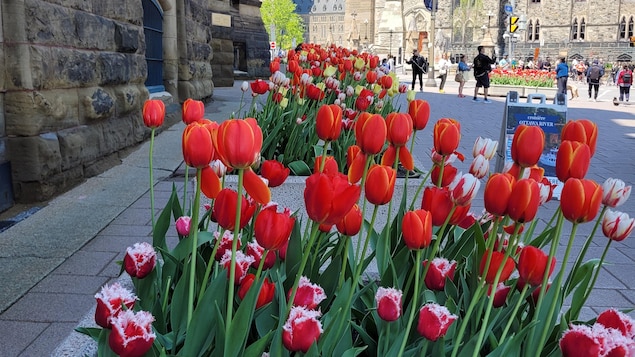 Des tulipes au centre-ville d'Ottawa dans le cadre du festival des tulipes 