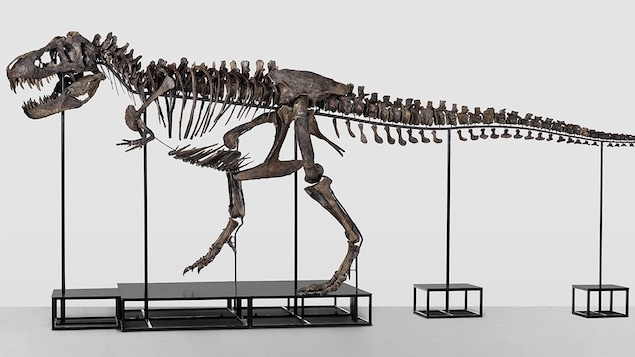 Un tyrannosaure vendu aux enchères en avril en Suisse