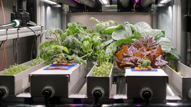The Canada GOOSE team uses a hydroponic-like system in their growth chamber to produce different fruits and vegetables, as well as mushrooms. (Carmen Groleau/CBC)