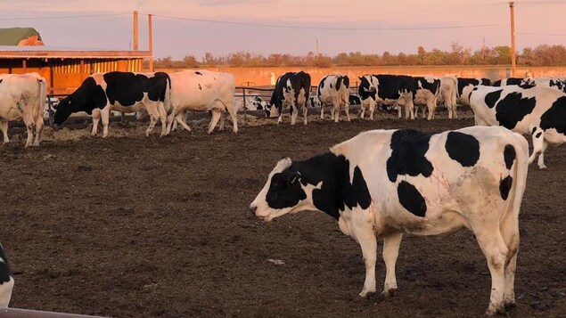 Un troupeau de vaches laitières.