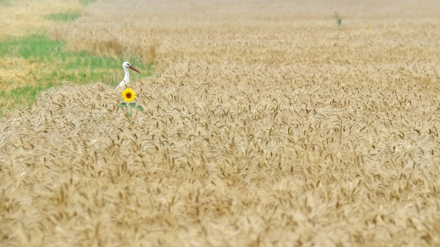 Guerre en Ukraine : nouveau record pour le cours du blé sur le marché européen