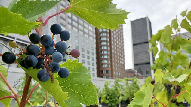 Une grappe de raisin avec des immeubles en arrière plan