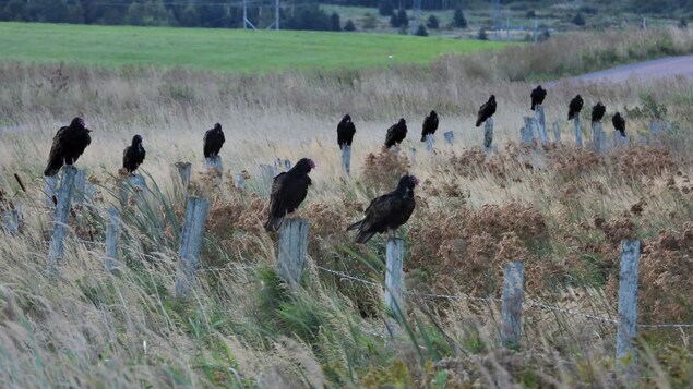 Treize grands oiseaux perchés sur les poteaux d'une clôture.