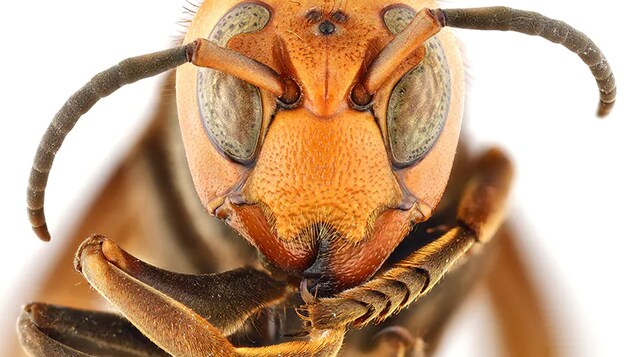 Des scientifiques renomment le « frelon meurtrier » pour en adoucir la perception