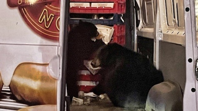 Deux ours mangent des beignes tirés d'emballages éventrés à l'arrière d'un camion de livraison de l'entreprise Krispy Kreme, sur la base militaire conjointe Elmendorf-Richardson, en Alaska, le mardi 12 septembre 2023.