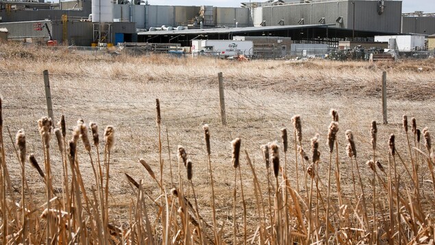 COVID-19 : nouvelle éclosion à l’usine de transformation de viande de Cargill