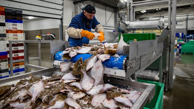 Un homme travaille devant un tapis roulant dans une usine de poisson.