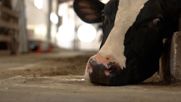 Une application mobile pour aider les agriculteurs à suivre leur état de santé mentale