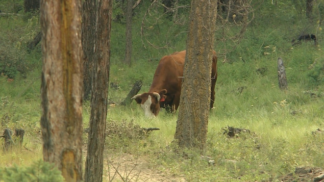 Une vache brune broute sur un terrain boisé.