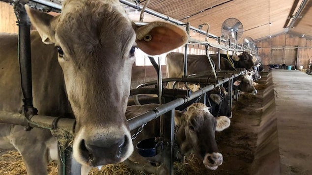 Des vaches dans une étable.