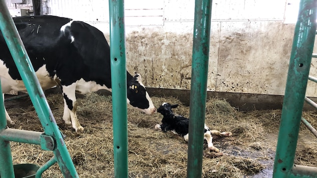 Une vache et son veau