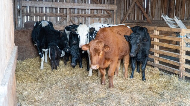 Après des mois de cavale à Saint-Sévère, toutes les vaches sont de retour au bercail