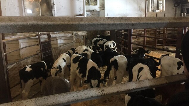 Des vaches dans un enclos intérieur. Des vaches dans un enclos intérieur.