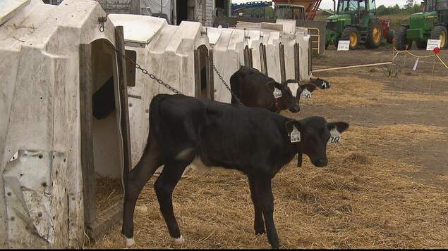 Des vaches Des vaches