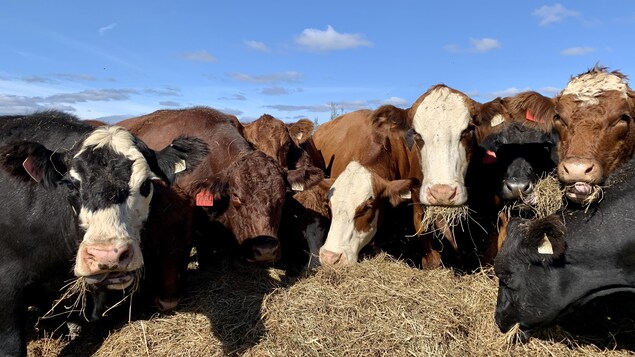 La Nouvelle-Zélande veut taxer les émissions de gaz du bétail