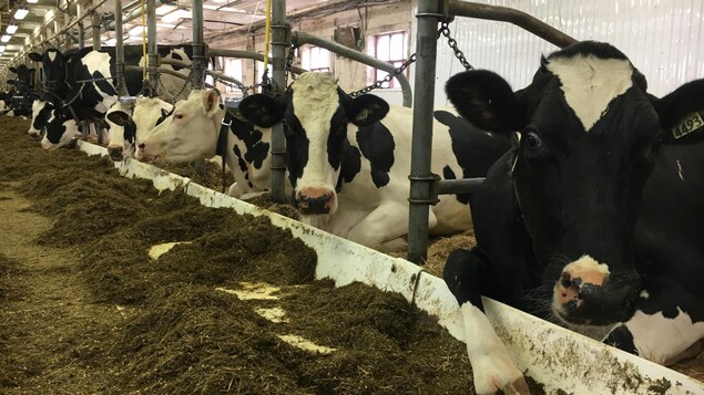 Vaches laitières de la ferme Hector Claveau et fils à Saint-Gabriel-de-Rimouski