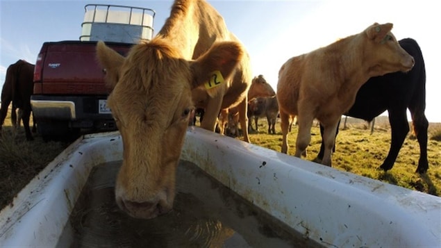 Un fermier utilise de vieilles baignoires pour abreuver ses vaches. Un fermier utilise de vieilles baignoires pour abreuver ses vaches.