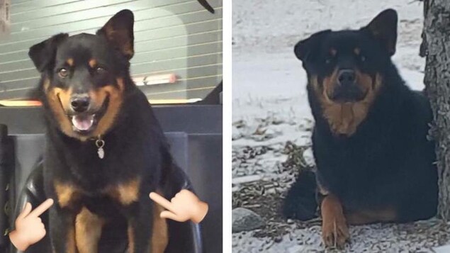 Vader, vu à gauche à la résidence de la famille Third, et à droite, sous un arbre à Steinbach, au Manitoba. Les deux photos démontrent les oreilles distinctes du canin. Vader, vu à gauche à la résidence de la famille Third, et à droite, sous un arbre à Steinbach, au Manitoba. Les deux photos démontrent les oreilles distinctes du canin.