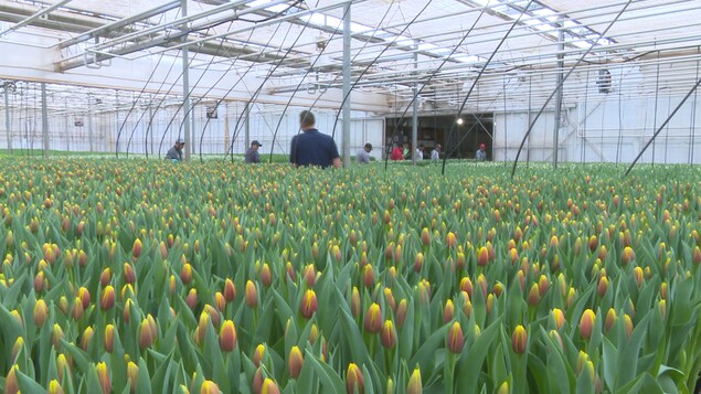 Des millions de tulipes dans une grande serre Des millions de tulipes dans une grande serre