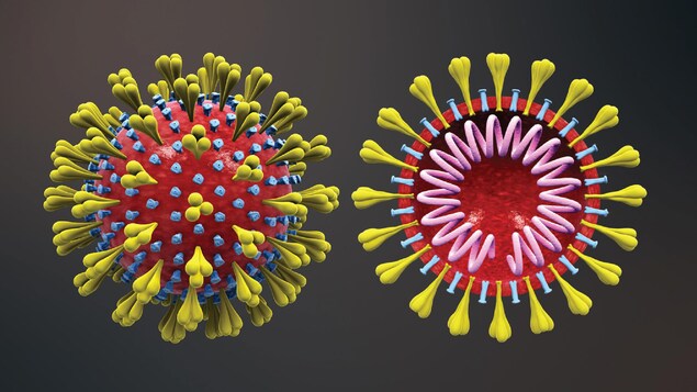 Une image d'un variant britannique du coronavirus.