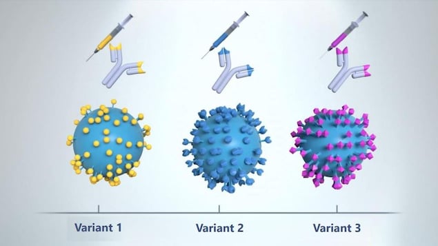 Représentation graphique de la protéine S sur des variants du coronavirus.
